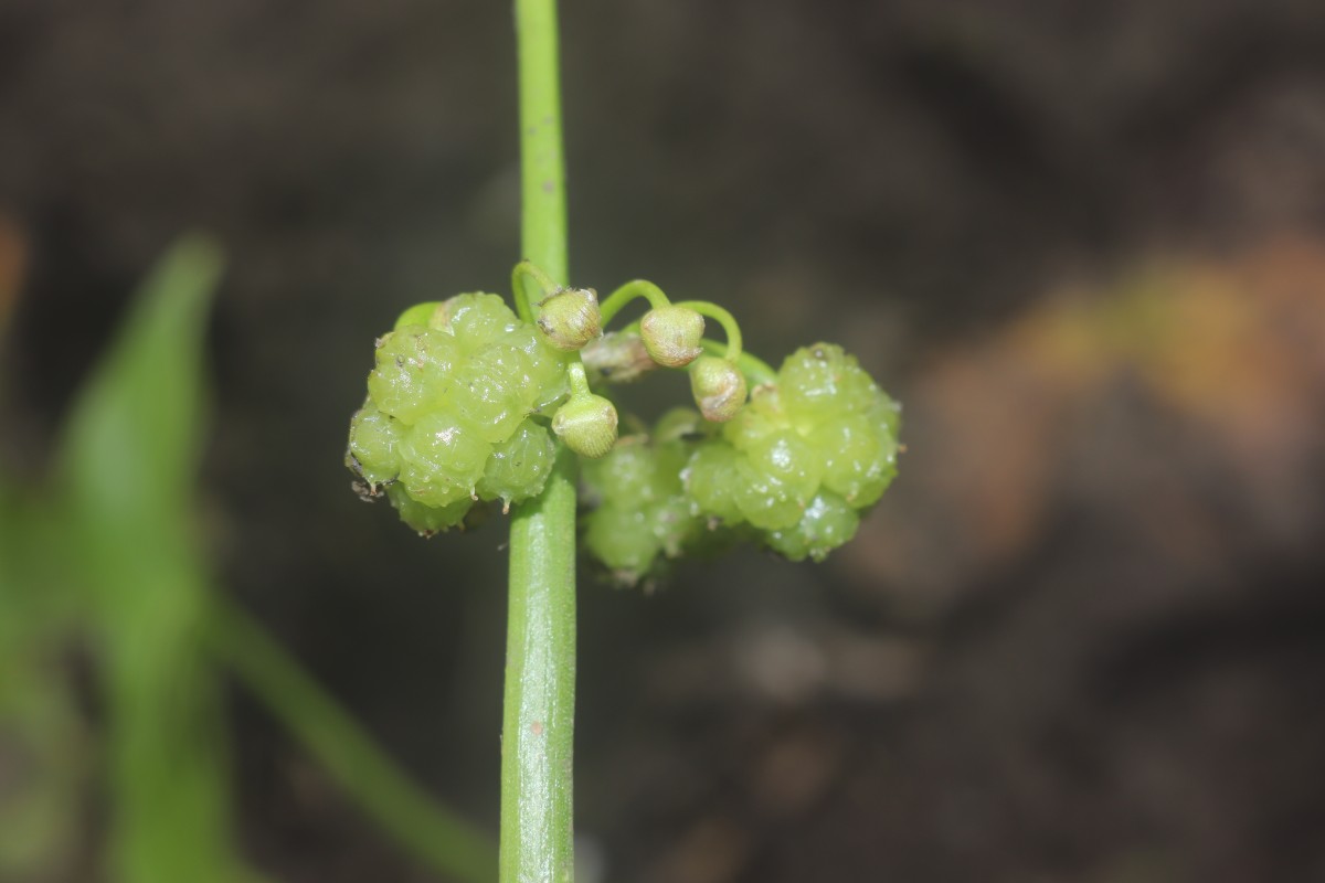Limnophyton obtusifolium (L.) Miq.